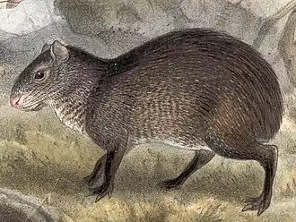 Description de l'image Dasyprocta mexicana.jpg.