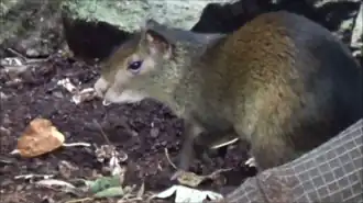 Ménagerie du jardin des plantes Paris/France