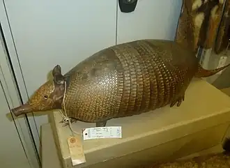 Description de l'image Dasypus kappleri.JPG.