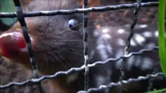Ménagerie du jardin des plantes de Paris/France
