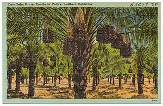 Une datteraie dans la Coachella Valley au Sud de la Californie (États-Unis)