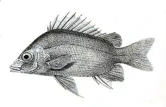 Datnia argentea.