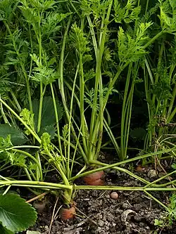 Photo en couleur de feuilles finement découpées, montrant le sommet des carottes dépassant du sol.