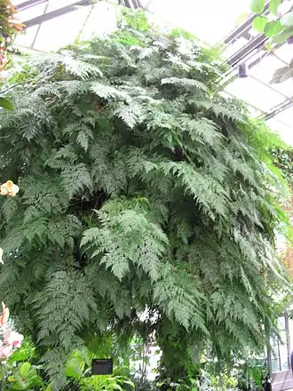 Description de l'image DavalliaFejeensis.jpg.