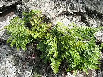 Description de l'image Davallia canariensis JBCVC.JPG.