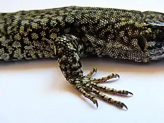 Patte antérieure droite en position de marche.