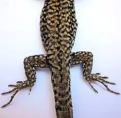 Pattes postérieures, vue d’ensemble par en dessus.