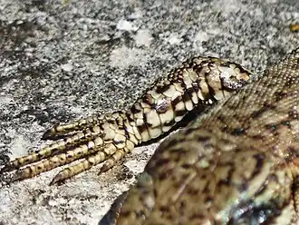 Patte antérieure droite en gros plan vue de dessus.