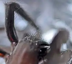 Détail de la pilosité des chélicères (sur cadavre)