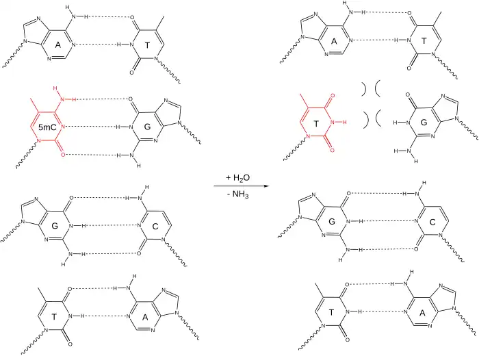 Dans l'ADN double-brin, la 5-méthylcytosine qui désamine donne une thymine, qui n'est pas complémentaire à la guanine attenante.