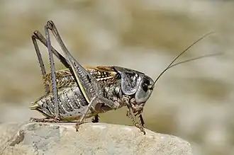 sauterelle de Lure