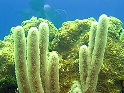 Briareum asbestinum&nbsp;(en)