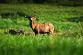 Cerf et biche