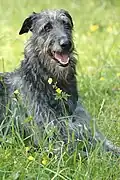 Scottish deerhound mâle, portrait