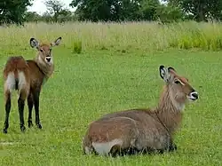 Femelle Cobe Défassa et son jeune.