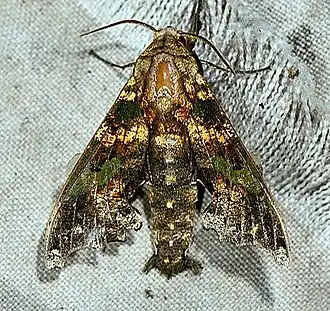 Description de cette image, également commentée ci-après