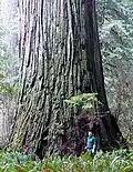Redwood Titan