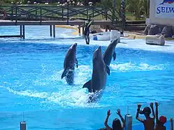 Grands dauphins.