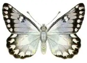 Description de l'image Delias aganippe (ento-csiro-au).jpg.