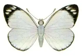 Description de l'image Delias nigrina (ento-csiro-au).jpg.