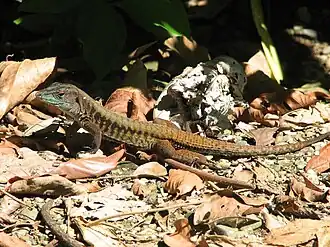 Description de l'image Delicate Ameiva, Costa Rica.jpg.