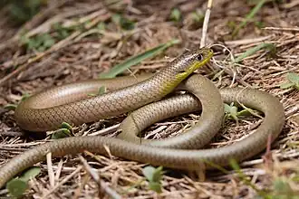 Description de l'image Delma inornata 127960241.jpg.