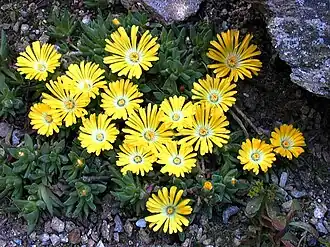 Description de l'image Delosperma_congestum.jpg.