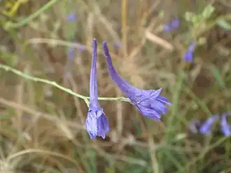 Description de l'image Delphinium gracile.JPG.