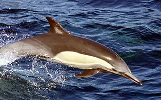 Delphinus capensis.