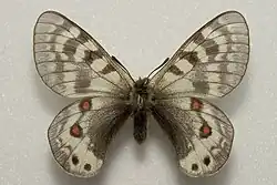 Parnassius delphius infernalis