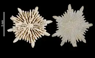 Description de l'image Deltocyathus heteroclitus (MNHN-IK-2009-1659).jpeg.