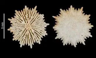 Description de l'image Deltocyathus ornatus (MNHN-IK-2009-1657).jpeg.