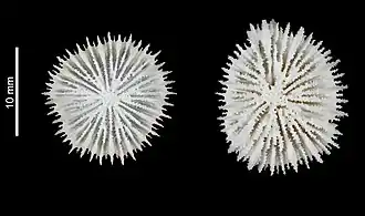 Description de l'image Deltocyathus suluensis (MNHN-IK-2009-1654) 001.jpeg.