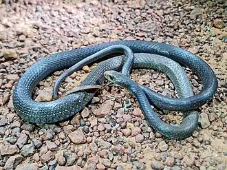 Description de l'image Demansia papuensis 292292586.jpg.