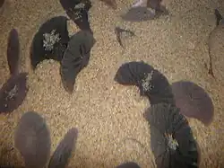 Spécimens vivants en aquarium