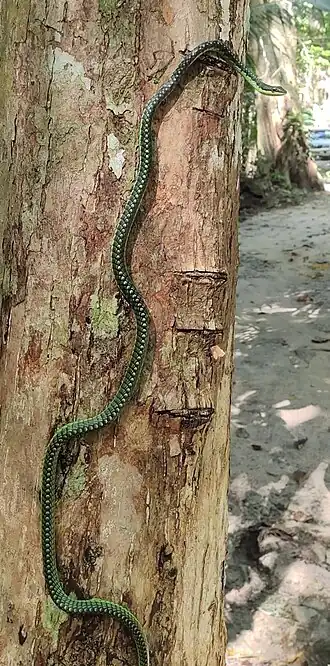 Description de l'image Dendrelaphis andamanensis 339583995 (cropped).jpg.