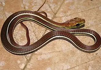 Description de l'image Dendrelaphis caudolineatus.jpg.