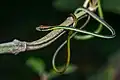 Dendrelaphis cyanochloris