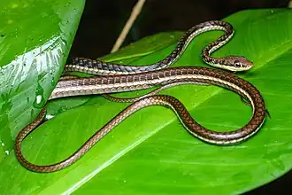 Description de l'image Dendrelaphis haasi, Haas's bronzeback - Khao Sok National Park (50374361768).jpg.