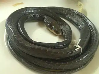 Description de l'image Dendrelaphis humayuni.jpg.