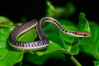 Description de l'image Dendrelaphis subocularis - Kaeng Krachan District, Phetchaburi, Thailand (cropped).jpg.