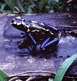 Dendrobates tinctorius du Suriname