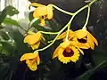 Dendrobium fimbriatum.