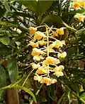 Dendrobium thyrsiflorum, au Jardin botanique de Berlin, en Allemagne.