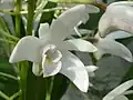 Dendrobium x delicatum, Jardin botanique de l'université de Cambridge, en Angleterre.