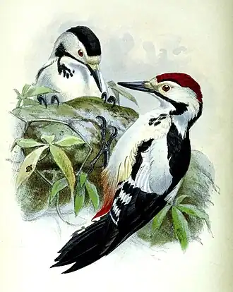 Description de l'image Dendrocopos assimilis.jpg.