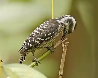 Description de cette image, également commentée ci-après