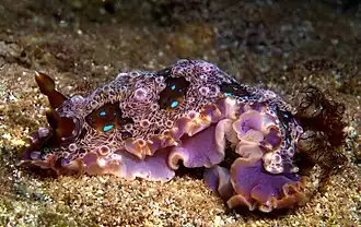 Dendrodoris krusensternii