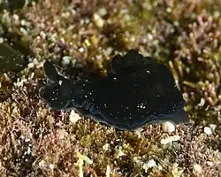 Dendrodoris nigra