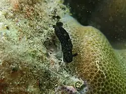 Dendrodoris nigra (forme noire)